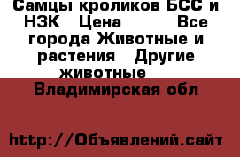 Самцы кроликов БСС и НЗК › Цена ­ 400 - Все города Животные и растения » Другие животные   . Владимирская обл.